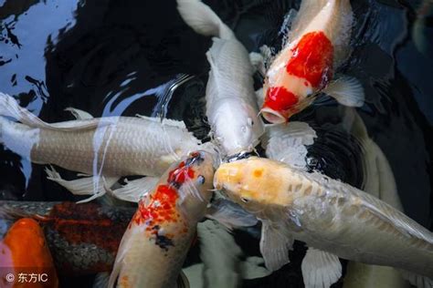 夢到龍魚號碼|夢見魚